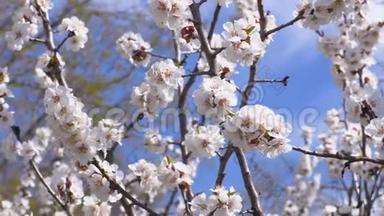 一棵开花的杏树.. 昆虫给花授粉。 4K，超高清，超高清